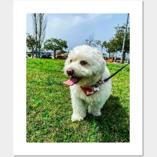 Cute puppy on a walk Posters and Art